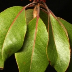 Arbutus xalapensis 'Texana'