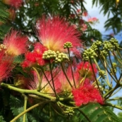 Albizia julibrissin Rouge de Tuili�re