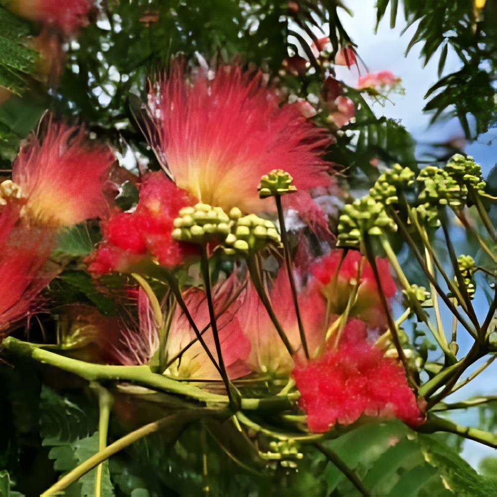 Albizia julibrissin 'Rouge de Tuiliere' - Albizia julibrissin Rouge de Tuili�re