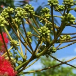Albizia julibrissin 'Rouge de Tuiliere'