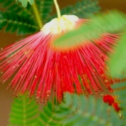 Albizia julibrissin 'Rouge de Tuiliere'