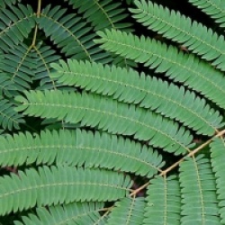 Albizia julibrissin 'Rouge de Tuiliere'