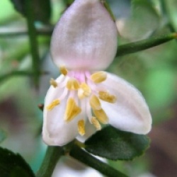 Microcitrus australasica