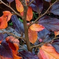 Sycoparrotia semidecidua 'Autunno Rosso' - Sycoparrotia semidecidua 'Autunno Rosso'