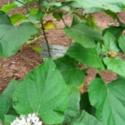 Clerodendrum fragrans