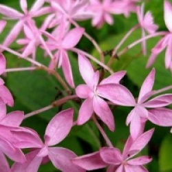 Hydrangea serrata 'Ishizuchi-no-Hikari'