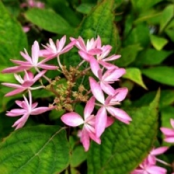 Hydrangea serrata 'Ishizuchi-no-Hikari'