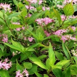 Hydrangea serrata 'Ishizuchi-no-Hikari'
