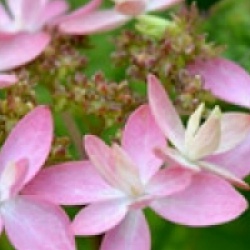 Hydrangea serrata 'Ishizuchi-no-Hikari'