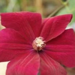 Clematis 'Rouge Cardinal' - Cl�matite Rouge Cardinal