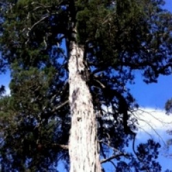 Fitzroya cupressoides 