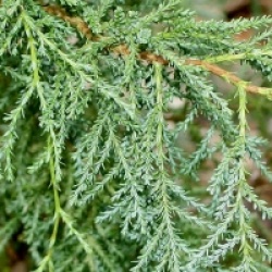 Fitzroya cupressoides 