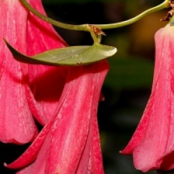 Lapageria rosea 
