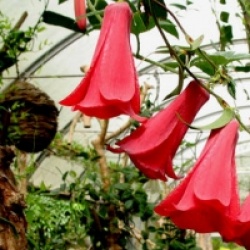 Lapageria rosea 