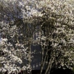 Amelanchier laevis 'Snow Cloud'
