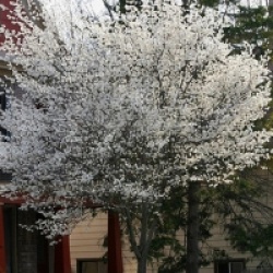 Amelanchier laevis 'Snow Cloud'