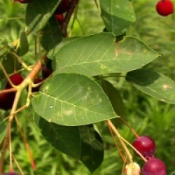 Amelanchier laevis 'Snow Cloud'