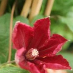 Clematis 'Rouge Cardinal'