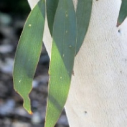 Eucalyptus lacrimans