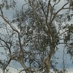 Eucalyptus lacrimans