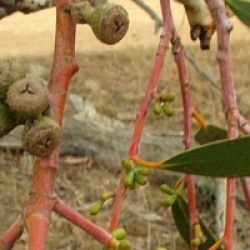 Eucalyptus lacrimans