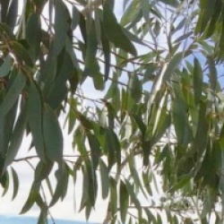 Eucalyptus lacrimans