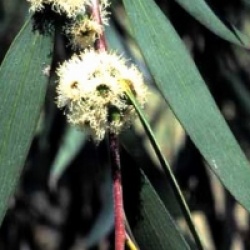 Eucalyptus lacrimans