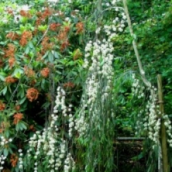 Eucalyptus lacrimans