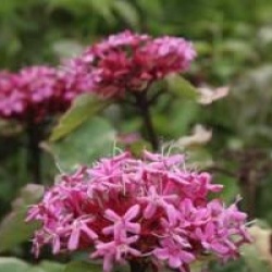 Clerodendrum bungei 'Pink Diamond'