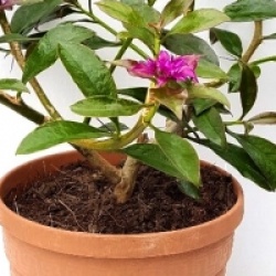 Pereskia grandifolia