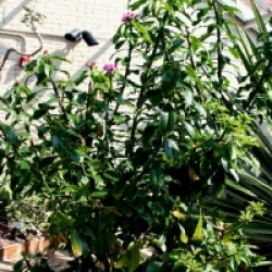 Pereskia grandifolia