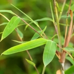 Fargesia nitida x murielae 'Winter Joy�' 