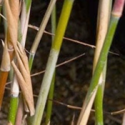 Fargesia nitida x murielae 'Winter Joy�' 
