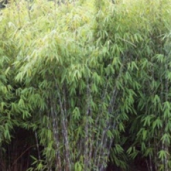 Fargesia nitida x murielae 'Winter Joy�' 