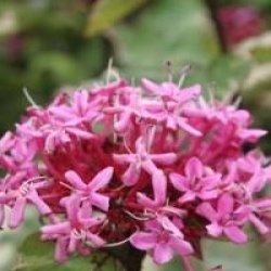 Clerodendrum bungei 'Pink Diamond'