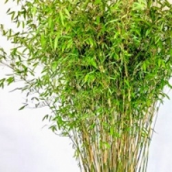 Fargesia nitida x murielae 'Winter Joy�' 