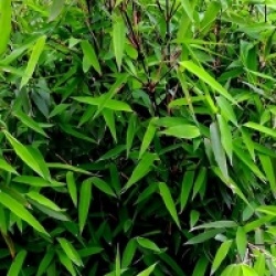 Fargesia nitida x murielae 'Winter Joy�' 