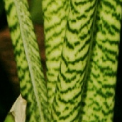 Alocasia zebrina reticulata - Oreille d'�l�phant g�ant zebrina