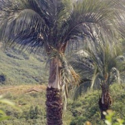 Parajubaea torallyi 'torallyi'