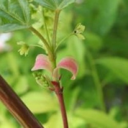 �rable davidii Ernest Wilson