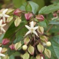 Clerodendrum trichotomum var. fargesii