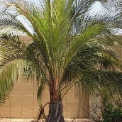 Parajubaea torallyi 'torallyi'