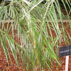 Parajubaea torallyi 'torallyi'