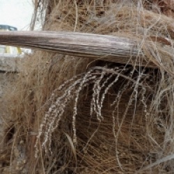 Parajubaea torallyi 'torallyi'