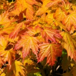 Acer platanoides 'Golden Globe'