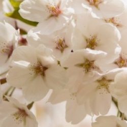 Prunus x yedoensis 'Somei-Yoshino'