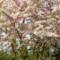 Prunus x yedoensis 'Somei-Yoshino'