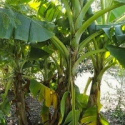 Bananier du Japon panach�