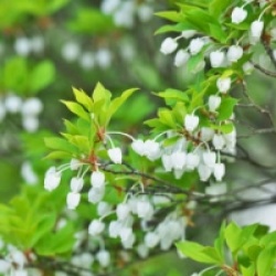 Enkianthus perulatus