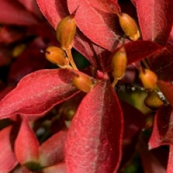 Enkianthus perulatus